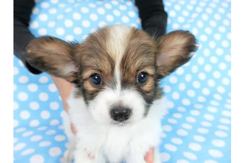 成約済の千葉県のパピヨン-77775の1枚目