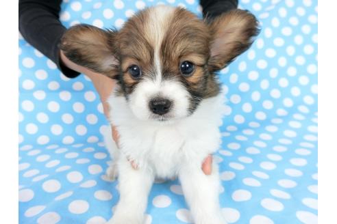 成約済の千葉県のパピヨン-77775の4枚目