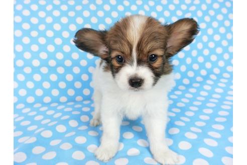 成約済の千葉県のパピヨン-77775の3枚目