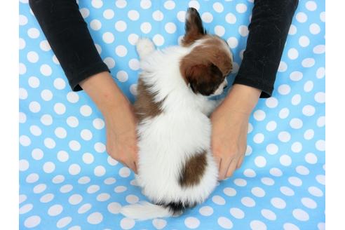 成約済の千葉県のパピヨン-77775の2枚目