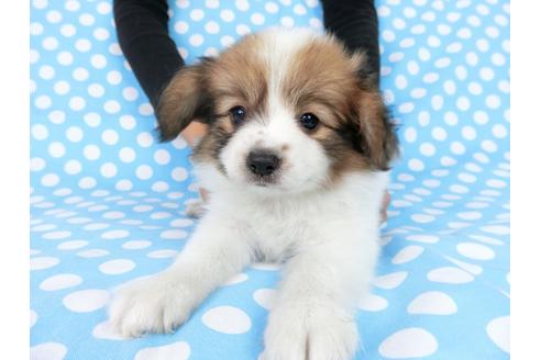 成約済の千葉県のパピヨン-77776の1枚目