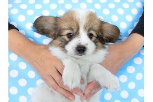 成約済の千葉県のパピヨン-77776の4枚目