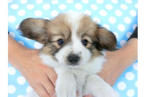 成約済の千葉県のパピヨン-77776の3枚目