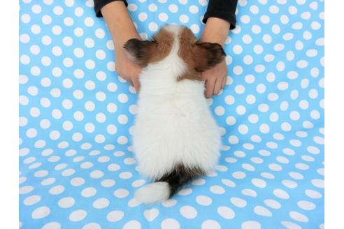 成約済の千葉県のパピヨン-77776の2枚目