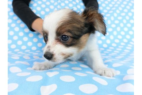 成約済の千葉県のパピヨン-77777の8枚目