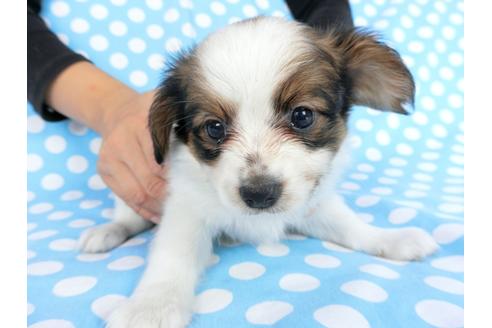 成約済の千葉県のパピヨン-77777の7枚目