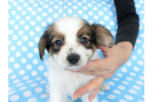 成約済の千葉県のパピヨン-77777の6枚目