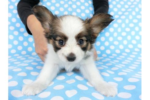 成約済の千葉県のパピヨン-77778