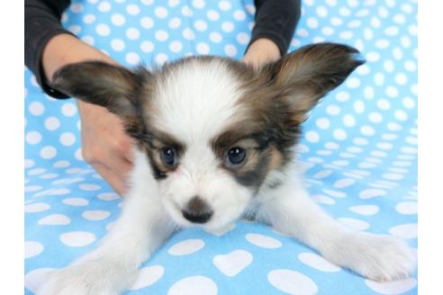 成約済の千葉県のパピヨン-77778の4枚目