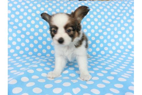 成約済の千葉県のパピヨン-77778の2枚目