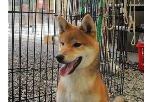 成約済の岡山県の柴犬-77797の2枚目