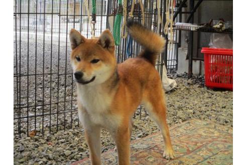 成約済の岡山県の柴犬-77797の1枚目