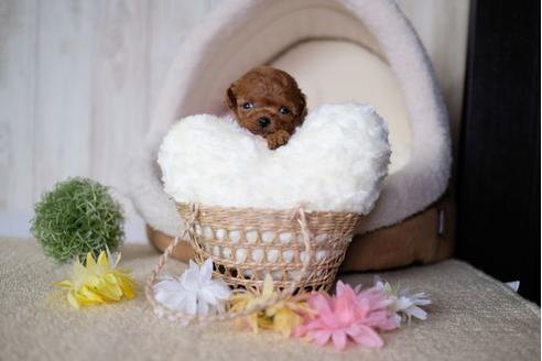 成約済の滋賀県のトイプードル-77834の1枚目