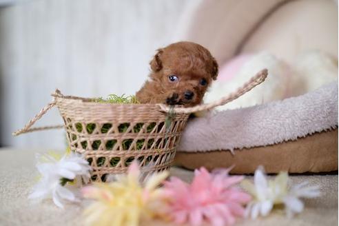 成約済の滋賀県のトイプードル-77834の2枚目