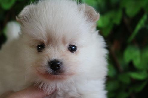 成約済の京都府のポメラニアン-77840の1枚目