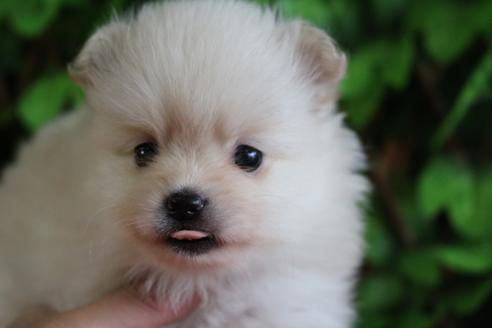 成約済の京都府のポメラニアン-77840の6枚目