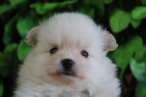 成約済の京都府のポメラニアン-77840の3枚目