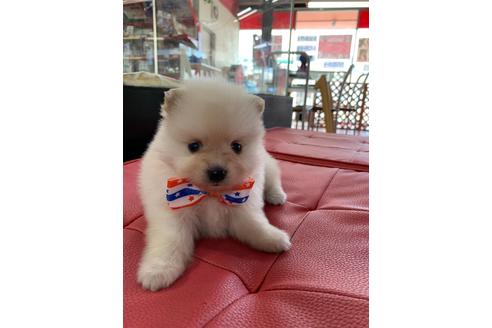 成約済の京都府のポメラニアン-77840の2枚目