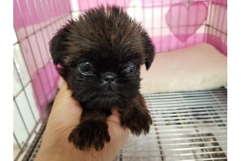 愛知県のブリュッセルグリフォン 女の子 19 06 25生まれ レッド 子犬id ブリーダーナビ 愛知県のブリュッセルグリフォン 女の子 19 06 25生まれ レッド 子犬id ブリーダーナビ