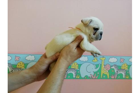 成約済の山口県のフレンチブルドッグ-77881の5枚目