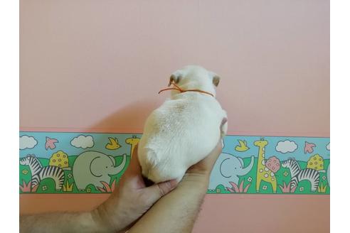 成約済の山口県のフレンチブルドッグ-77881の4枚目