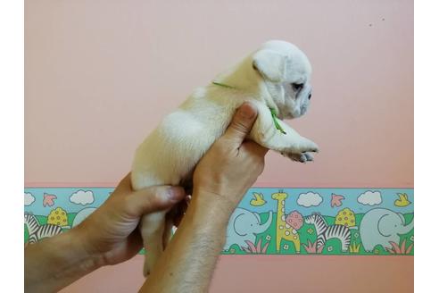 成約済の山口県のフレンチブルドッグ-77882の4枚目