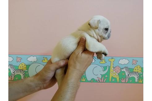 成約済の山口県のフレンチブルドッグ-77883の4枚目