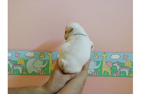 成約済の山口県のフレンチブルドッグ-77883の3枚目