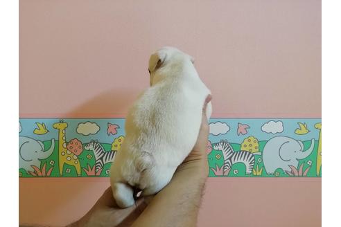 成約済の山口県のフレンチブルドッグ-77884の5枚目