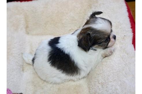 成約済の香川県のチワワ(ロングコート)-77938の2枚目