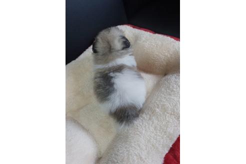 成約済の香川県のミックス犬-77317の3枚目