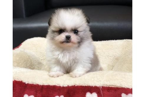 成約済の香川県のミックス犬-77317