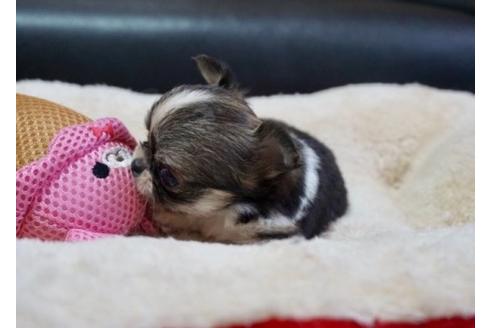 成約済の香川県のチワワ(ロングコート)-77944の2枚目
