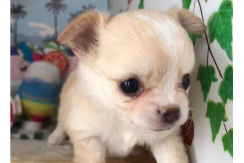 香川県のロングコートチワワ 男の子 19 07 13生まれ クリーム ホワイト 子犬id ブリーダーナビ