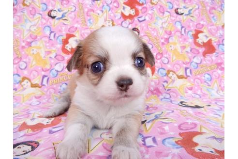 成約済の千葉県のチワワ(ロングコート)-78038の1枚目