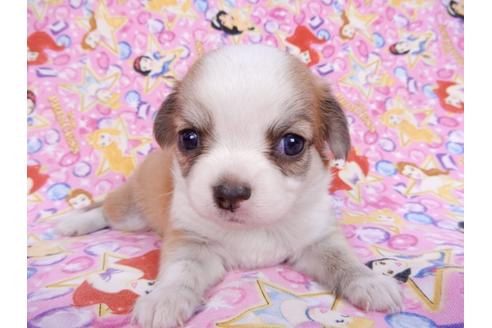 成約済の千葉県のチワワ(ロングコート)-78038の5枚目