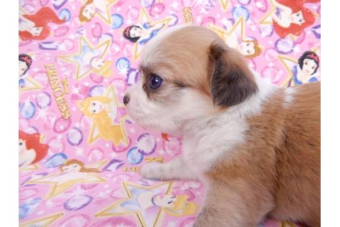 成約済の千葉県のチワワ(ロングコート)-78038の3枚目