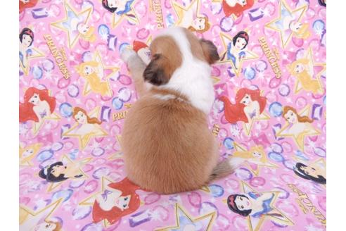 成約済の千葉県のチワワ(ロングコート)-78038の2枚目