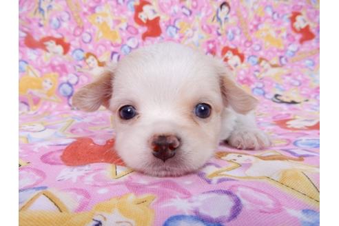 成約済の千葉県のチワワ(ロングコート)-78039の1枚目