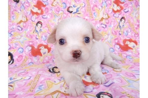 成約済の千葉県のチワワ(ロングコート)-78039の4枚目