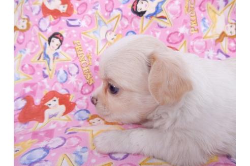 成約済の千葉県のチワワ(ロングコート)-78039の3枚目