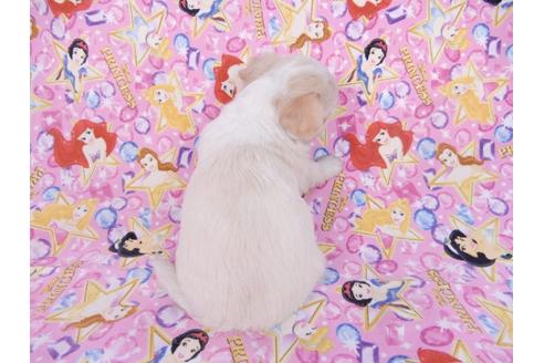 成約済の千葉県のチワワ(ロングコート)-78039の2枚目