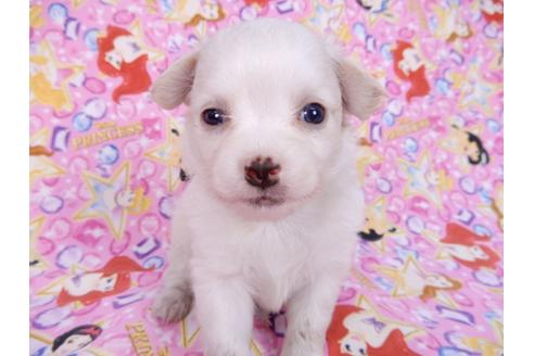 成約済の千葉県のチワワ(ロングコート)-78040の1枚目