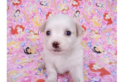 成約済の千葉県のチワワ(ロングコート)-78040の5枚目