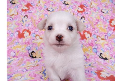 成約済の千葉県のチワワ(ロングコート)-78040の4枚目