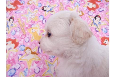 成約済の千葉県のチワワ(ロングコート)-78040の3枚目