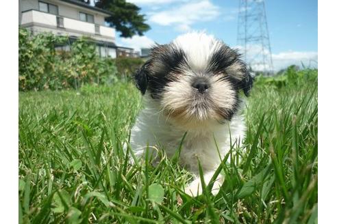 成約済の長野県のシーズー-76972の4枚目