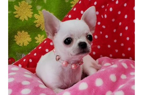 沖縄県のスムースコートチワワ 女の子 19 05 21生まれ クリスマス期間のお値下げです 子犬id ブリーダーナビ