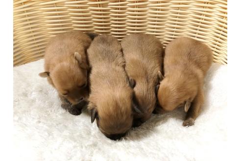 成約済の秋田県のミックス犬-78153の1枚目