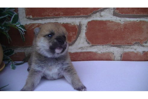 成約済の福岡県の豆柴-77547の8枚目